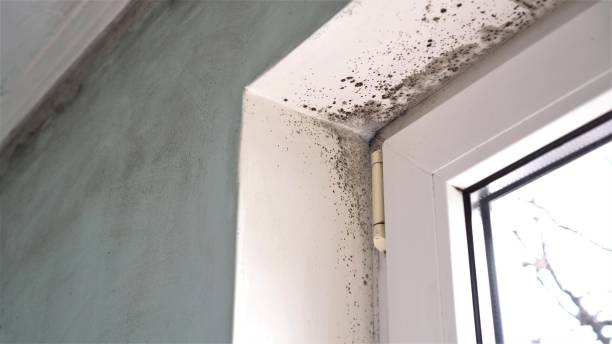 Best Commercial Mold Inspection  in Grosse Pointe Park, MI