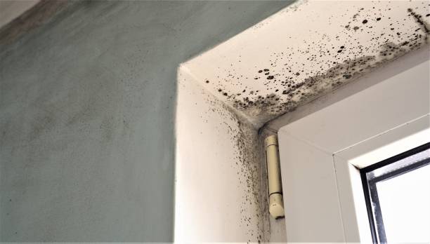 Best Air Quality Testing for Mold Spores  in Grosse Pointe Park, MI