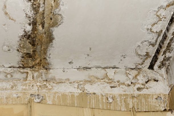 Best Industrial Mold Remediation  in Grosse Pointe Park, MI