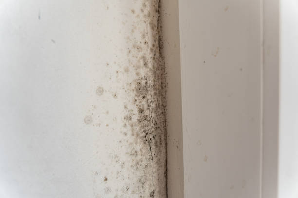 Best Mold Damage Restoration  in Grosse Pointe Park, MI